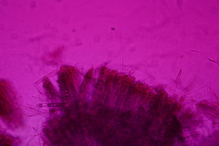 Tarzetta cupularis