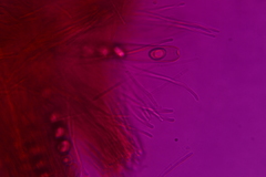 Tarzetta cupularis