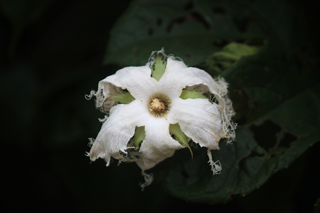 Trichosanthes tricuspidata