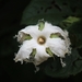 Trichosanthes tricuspidata - Photo (c) Satish Nikam,  זכויות יוצרים חלקיות (CC BY-NC-SA)