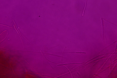 Tarzetta cupularis