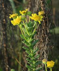 Euryops algoensis