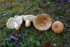 Russula ballouii
