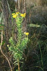 Euryops algoensis