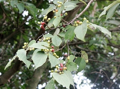 Grewia tiliifolia