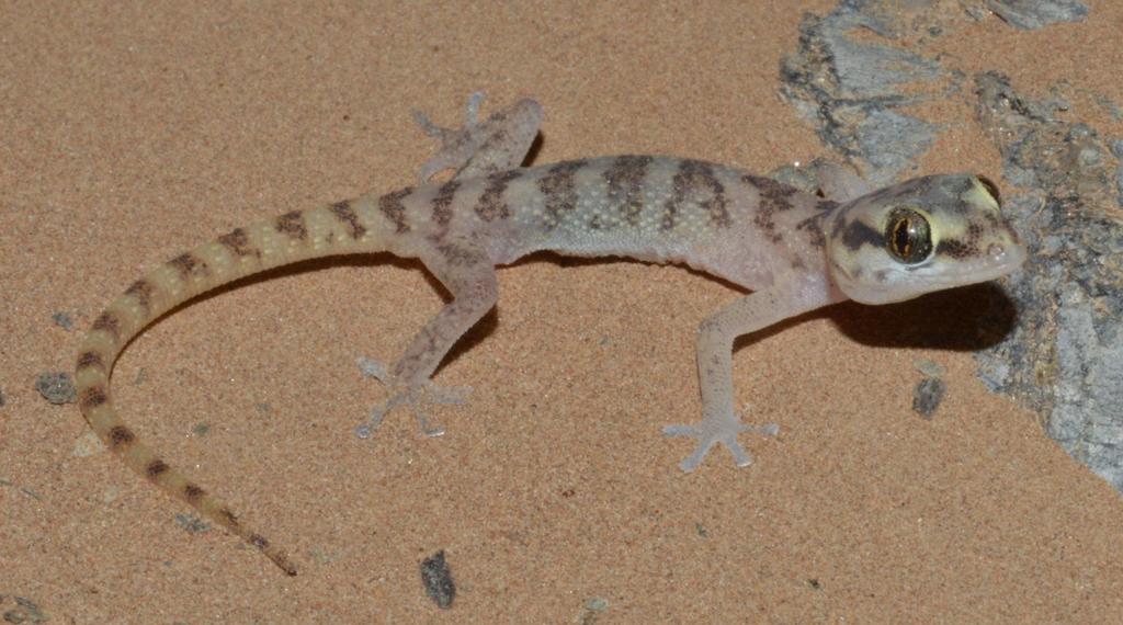 Visser's Gecko