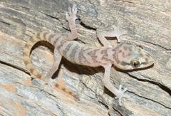 Pachydactylus visseri
