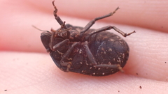 Psacasta exanthematica