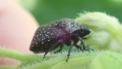 Psacasta exanthematica