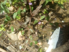 Torenia crustacea