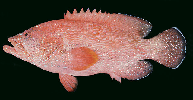 Yellowfin Hind