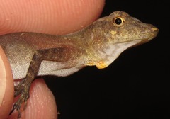 Anolis osa