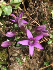 Gentianella anisodonta