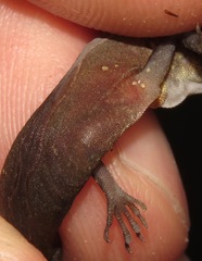 Anolis osa