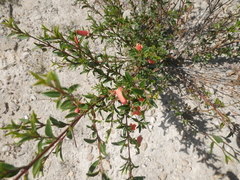 Correa pulchella