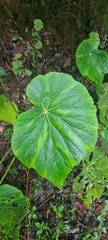 Begonia breedlovei