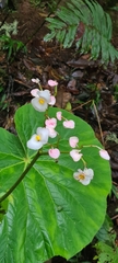 Begonia breedlovei
