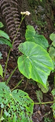 Begonia breedlovei