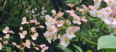 Begonia breedlovei