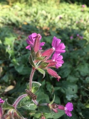 Silene dioica