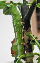 Cephonodes hylas virescens