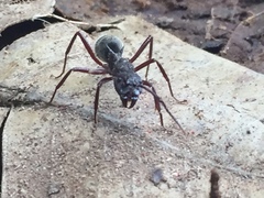 Dolichoderus decollatus