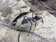 Dolichoderus decollatus