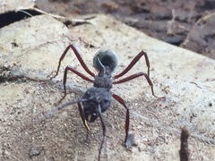 Dolichoderus decollatus