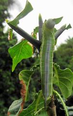 Cephonodes hylas virescens