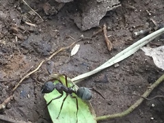 Dolichoderus decollatus