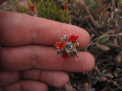 Delosperma testaceum