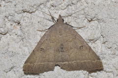 Zanclognatha zelleralis
