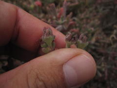 Delosperma testaceum