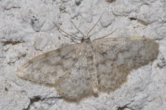 Idaea alyssumata