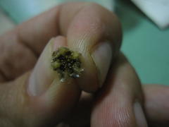 Delosperma testaceum