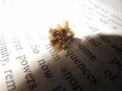 Delosperma testaceum