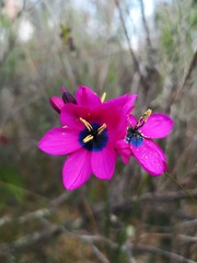 Ixia vinacea