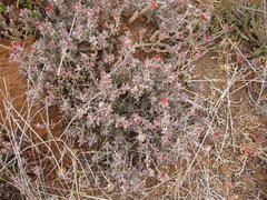 Delosperma testaceum
