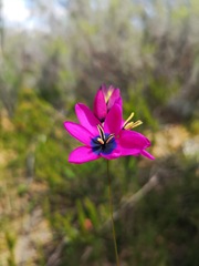 Ixia vinacea
