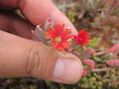 Delosperma testaceum
