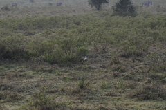 Lanius excubitoroides