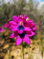 Ixia vinacea
