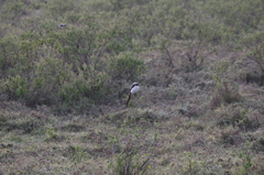 Lanius excubitoroides