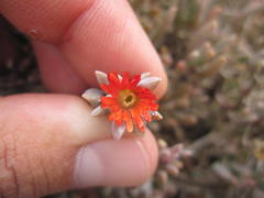 Delosperma testaceum