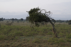 Lanius excubitoroides