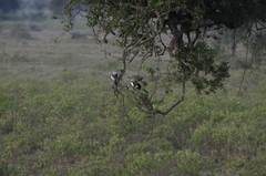 Lanius excubitoroides