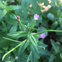 Epilobium