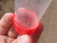 Ronisia brutia