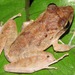 Slim-fingered Rain Frog - Photo (c) Rich Hoyer, some rights reserved (CC BY-NC-SA), uploaded by Rich Hoyer