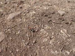 Ronisia brutia